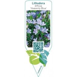 Lithodora diffusa ‘Heavenly Blue’