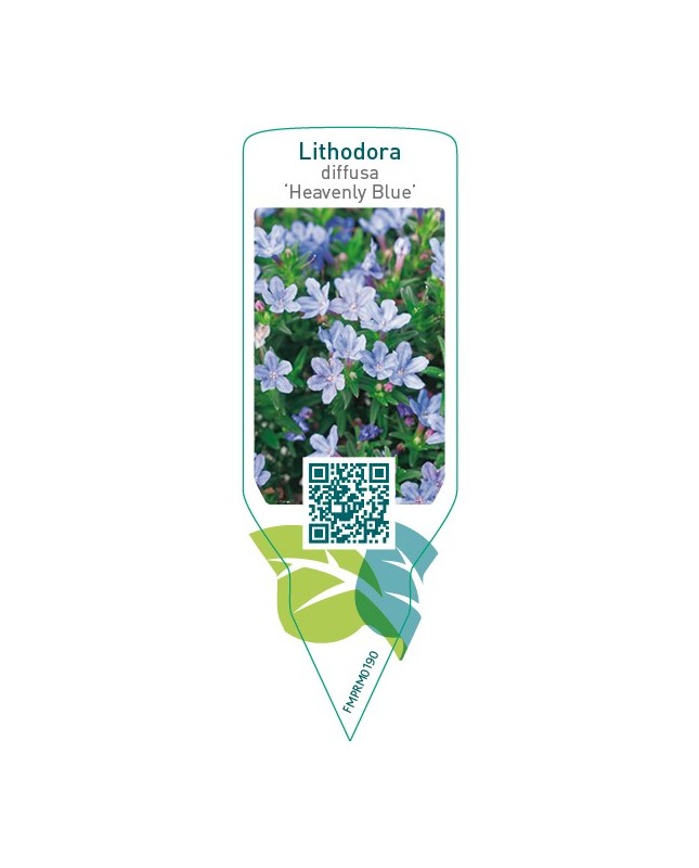 Lithodora diffusa ‘Heavenly Blue’