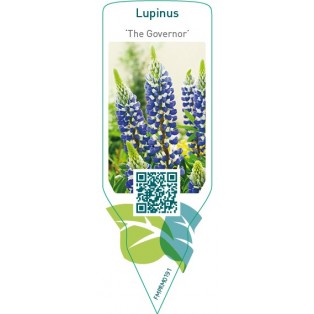 Lupinus ‘The Governor’