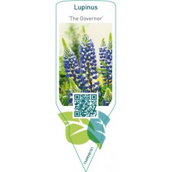 Lupinus ‘The Governor’