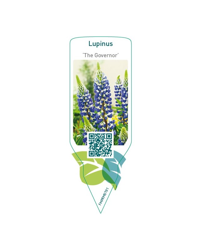 Lupinus ‘The Governor’