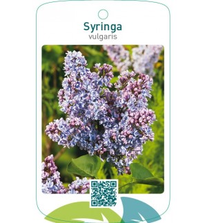 Syringa vulgaris  blauw
