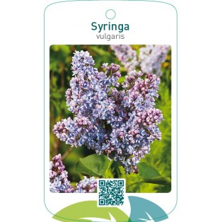 Syringa vulgaris  blauw
