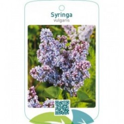 Syringa vulgaris  blauw