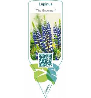 Etichette di Lupinus ‘The Governor’ *