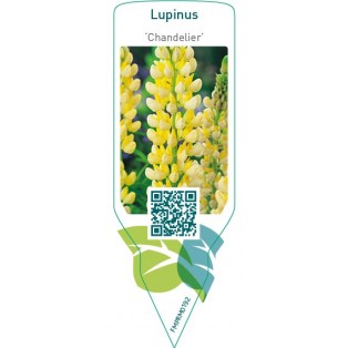 Lupinus ‘Chandelier’