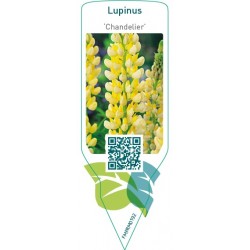 Lupinus ‘Chandelier’