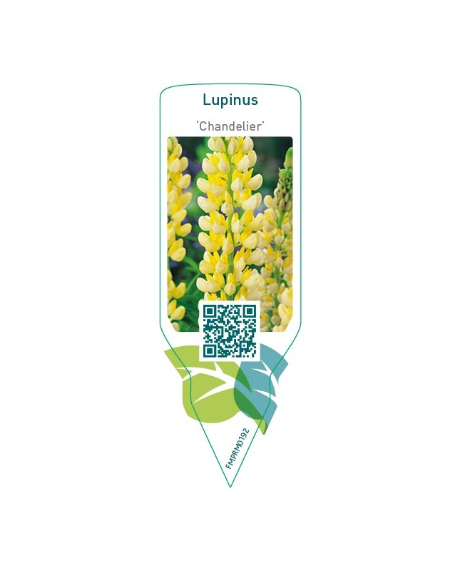Lupinus ‘Chandelier’