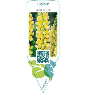 Etiquetas de Lupinus ‘Chandelier’  *