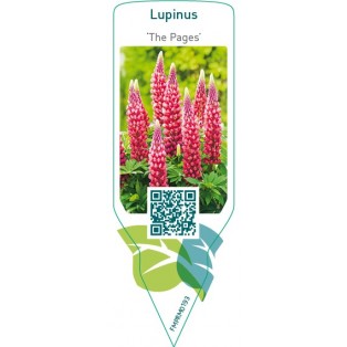 Lupinus ‘The Pages’