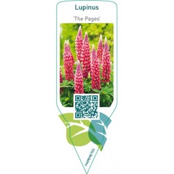 Lupinus ‘The Pages’