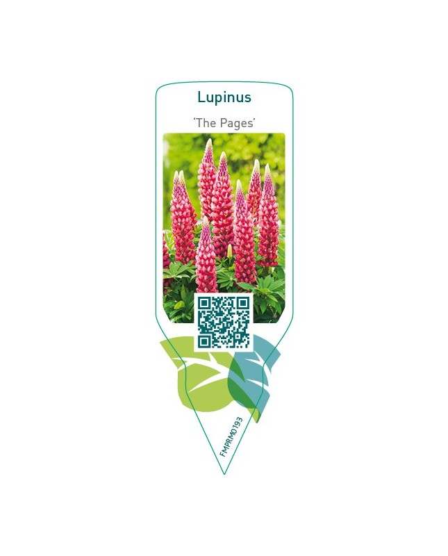 Lupinus ‘The Pages’