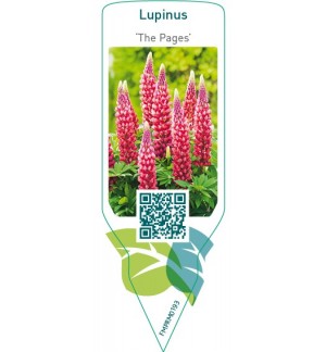 Etichette di Lupinus ‘The Pages’ *