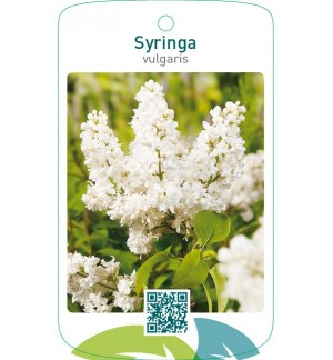 Syringa vulgaris  wit