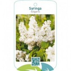 Syringa vulgaris  wit