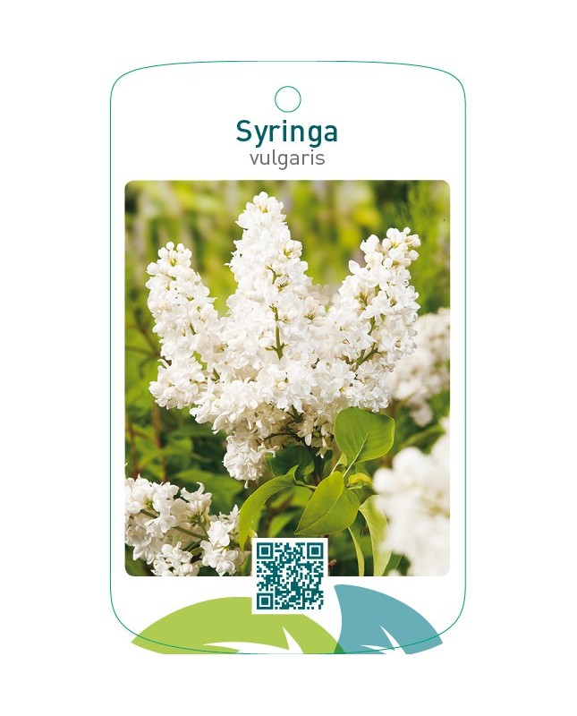 Syringa vulgaris  wit