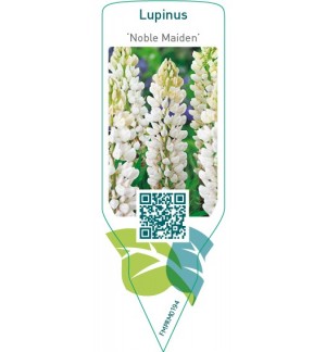 Lupinus ‘Noblemaiden’