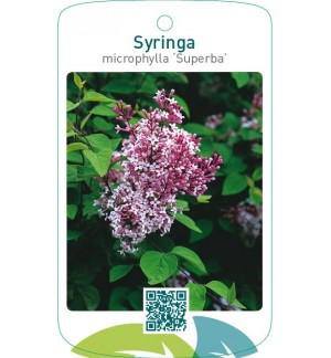 Syringa microphylla ‘Superba’
