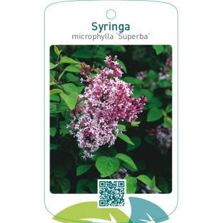 Syringa microphylla ‘Superba’