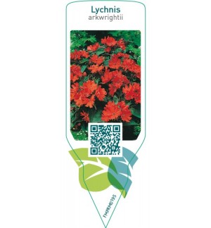 Lychnis xarkwrightii