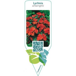 Lychnis xarkwrightii