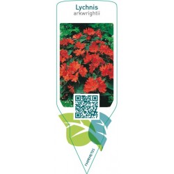 Lychnis xarkwrightii