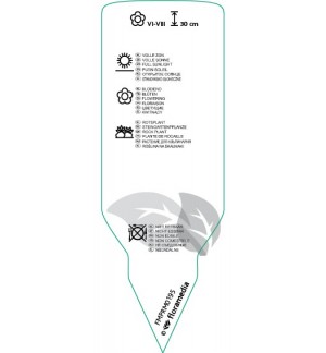Etichette di Lychnis xarkwrightii *