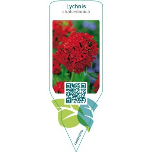 Lychnis chalcedonica