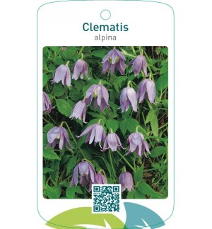 Clematis alpina
