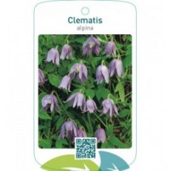 Clematis alpina