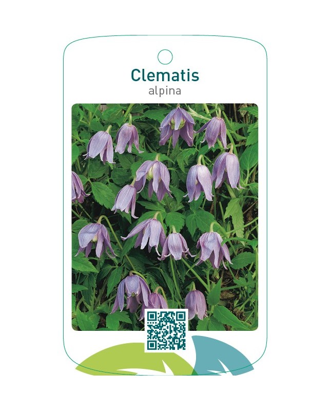 Clematis alpina