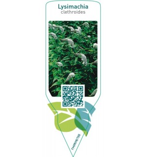 Lysimachia clethroides