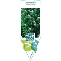 Lysimachia clethroides