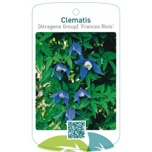 Clematis [Atragene Group] ‘Frances Rivis’