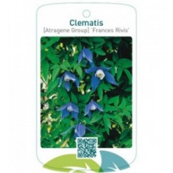 Clematis [Atragene Group] ‘Frances Rivis’