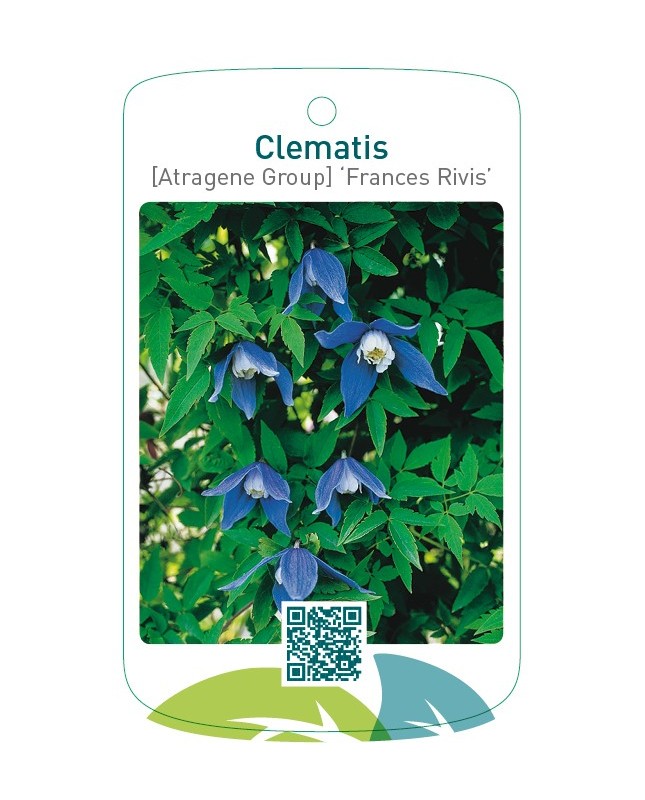 Clematis [Atragene Group] ‘Frances Rivis’