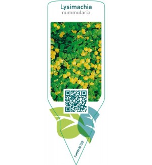 Lysimachia nummularia
