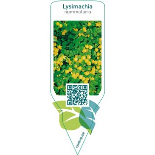 Lysimachia nummularia