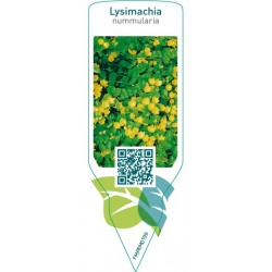 Lysimachia nummularia