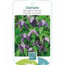 Clematis [Atragene Group] ‘Pamela Jackman’