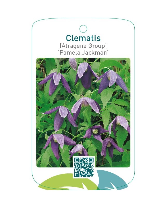 Clematis [Atragene Group] ‘Pamela Jackman’