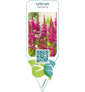 Lythrum salicaria