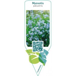 Myosotis palustris