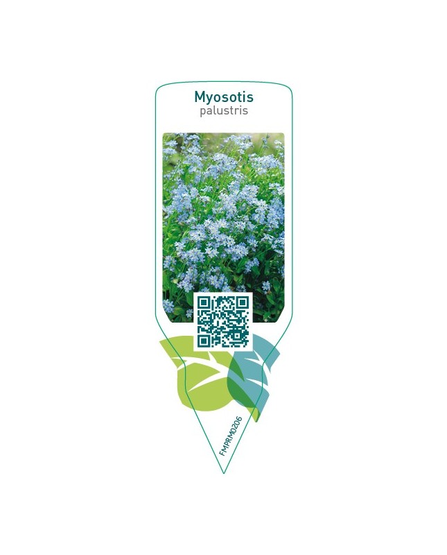 Myosotis palustris