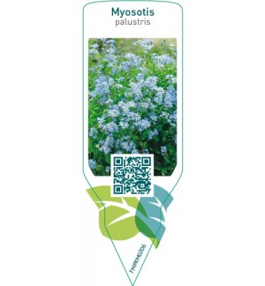 Etichette di Myosotis palustris *