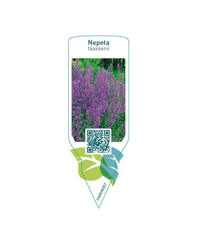 Nepeta faassenii