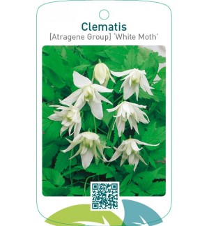 Clematis [Atragene Group] ‘White Moth’