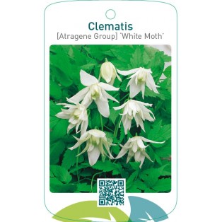Clematis [Atragene Group] ‘White Moth’
