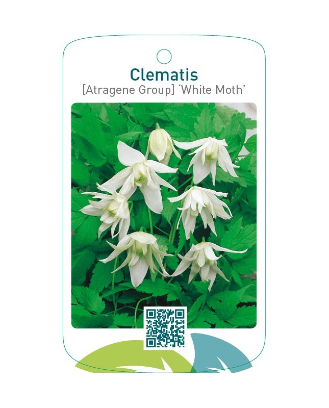 Clematis [Atragene Group] ‘White Moth’