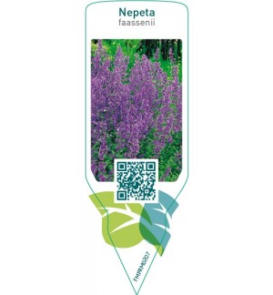 Etichette di Nepeta faassenii *